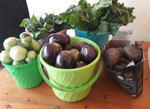 Harvested Vegetables for consumption