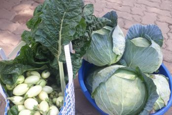 Harvested Vegetables for consumption