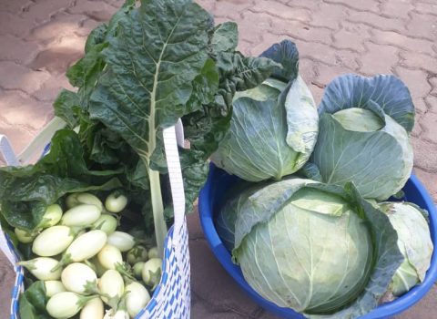 Harvested Vegetables for consumption